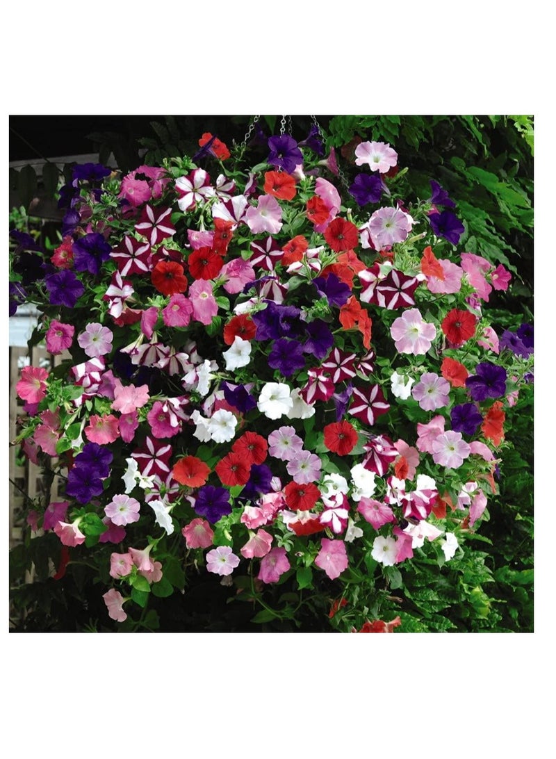 ڤسيل24 مجموعة من 3 بذور زهور حديقة مختلطة من بتونيا إيزي ويف ألتيميت - Image 3
