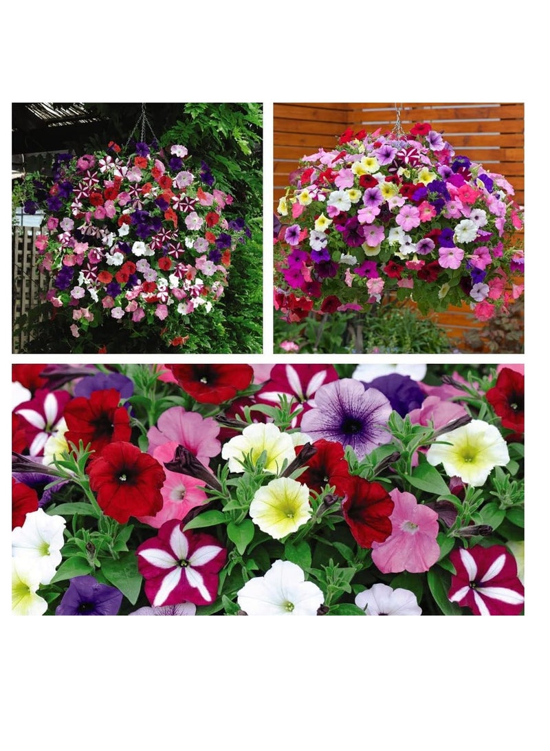 ڤسيل24 مجموعة من 3 بذور زهور حديقة مختلطة من بتونيا إيزي ويف ألتيميت - Image 5