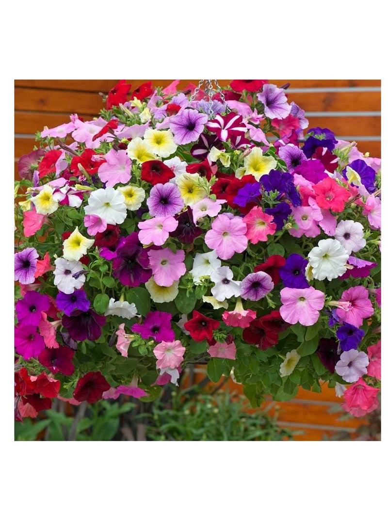 ڤسيل24 مجموعة من 3 بذور زهور حديقة مختلطة من بتونيا إيزي ويف ألتيميت - Image 4