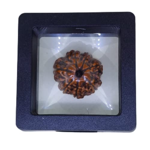 PUSHKARA Natural 7 Mukhi Rudraksha Certified - Nepal | Brown - Astrological Benefits - Unisex Pendants - Positive Energy for Men & Women - Image 1