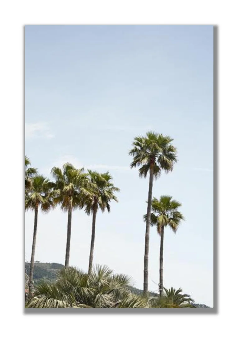Drawdeck Palmtrees Of California