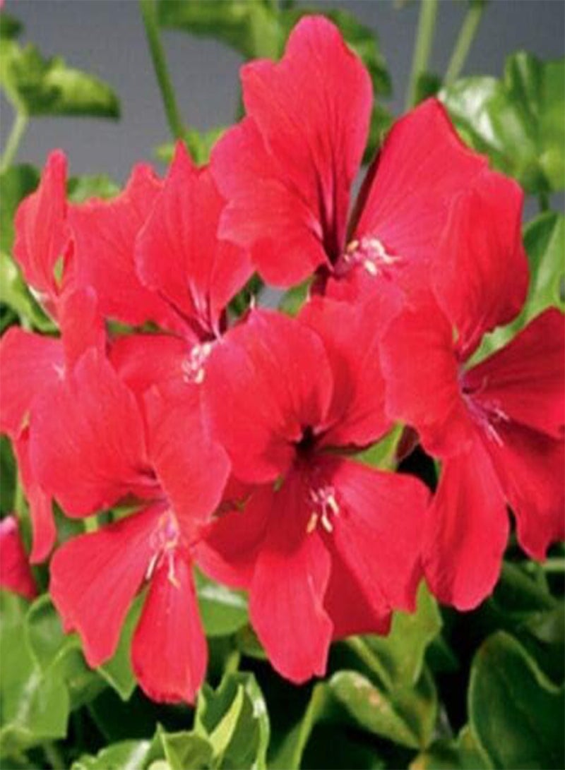 GGOOT 15 Seeds Geranium Seeds Film Coated Tornado Red Trailing Geranium eldcy (Seeds)