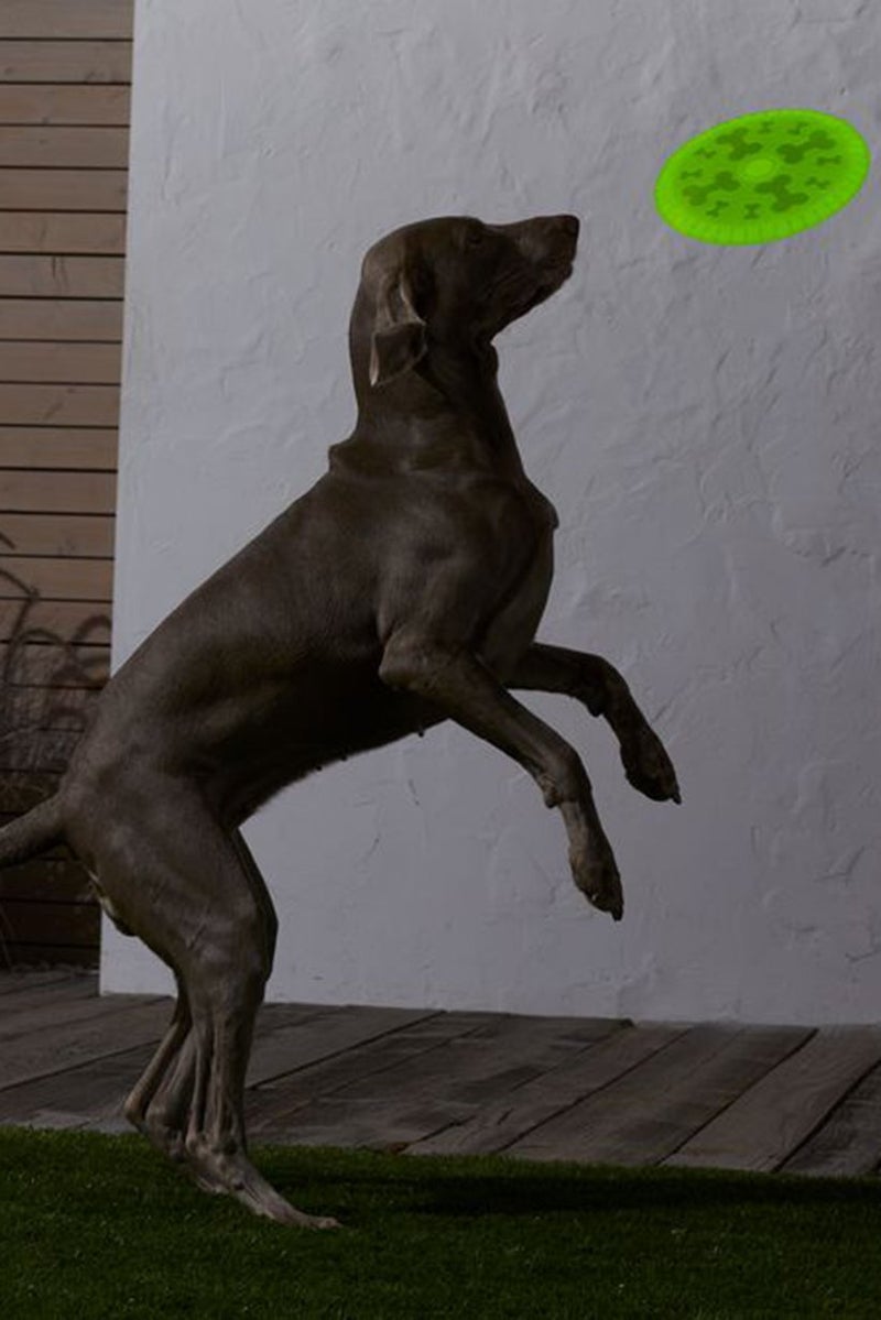 Tchibo Dog Throwing Disc, Yellow - Image 1