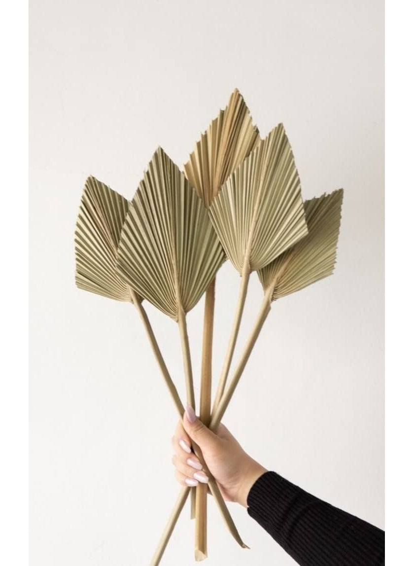 Generic Dried Palm Leaves Spear Stems Set of 6 Natural Colour Small Natural Dried Palm Fans Dried Palm Leaf Palm Fan Leaf with Stem Dried Leaf Decor for Vase Wedding Party Office and Home Wall Decor 