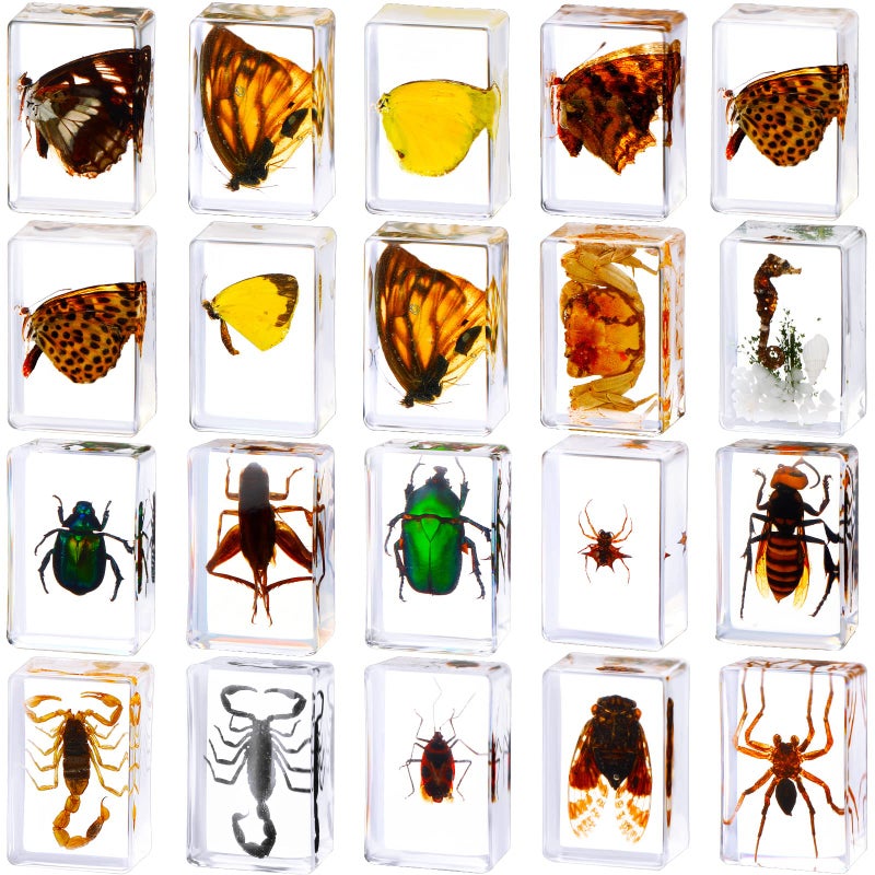 Macarrie 20 Pcs Insect in Resin Bug Preserved Specimen Collection Paperweights Resin Insects Various Insect Specimen for Office Men Women Biology Science Teacher Education Bug Collection Supplies (Butterfly) - Image 1