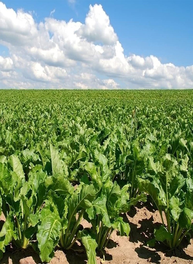 GGOOT 100pcs Unique Popular Beet Seeds Easy Planting DIY Garden Decoration Cultivate Planting Interest Create Beautiful Environment - Image 1