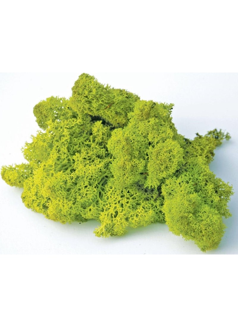 CICI Cute Moss Sphagnum Green 