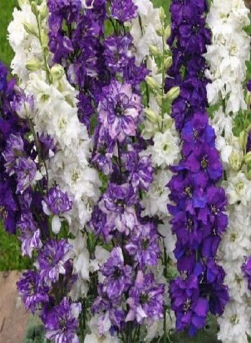 GGOOT 25+ Ocean Mix Delphinium Flower Seeds / Perennial