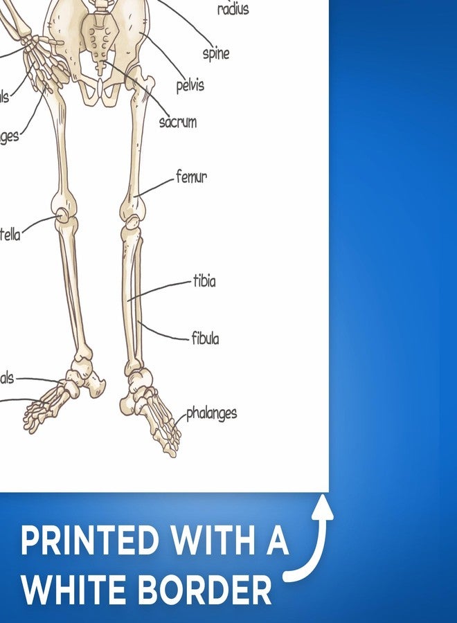 Bliss Monkey Co. Human Skeleton Poster for Kids - Bone Structure and Skeletal System - 12 x 18 Inch Unframed - Premium 100lb Gloss - Made in USA - BMCP0406 - Image 3