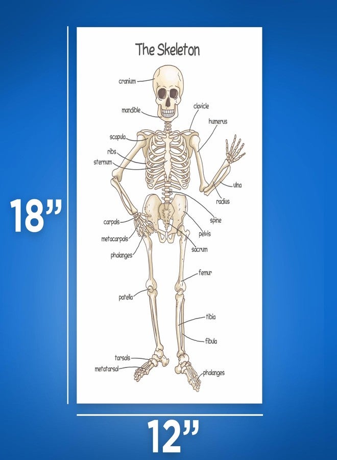 Bliss Monkey Co. Human Skeleton Poster for Kids - Bone Structure and Skeletal System - 12 x 18 Inch Unframed - Premium 100lb Gloss - Made in USA - BMCP0406 - Image 2