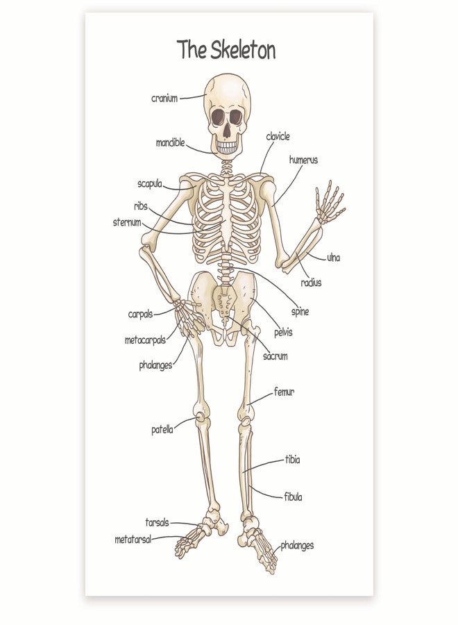 Bliss Monkey Co. Human Skeleton Poster for Kids - Bone Structure and Skeletal System - 12 x 18 Inch Unframed - Premium 100lb Gloss - Made in USA - BMCP0406 - Image 1