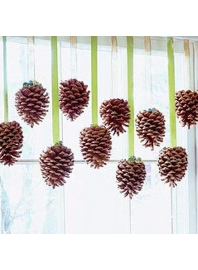 Winter woods أقماع الصنوبر المعطرة بالقرفة من غابات الشتاء 12-14/عبوة، كبيرة - Image 2