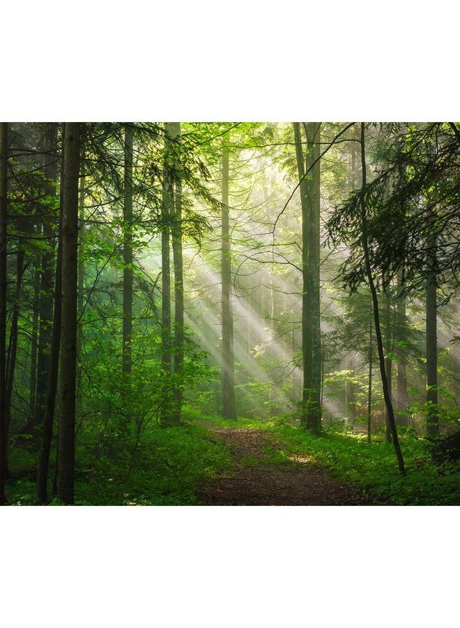 CaterRina Sunrise Forest Aquarium Background Majestic Misty Morning Green Forests Fish Tank Background Scenic Tranquil Foggy Woodland Terrarium Backgrounds Green Meadow Plants Reptile Tank Backgrounds 36x18in - Image 1