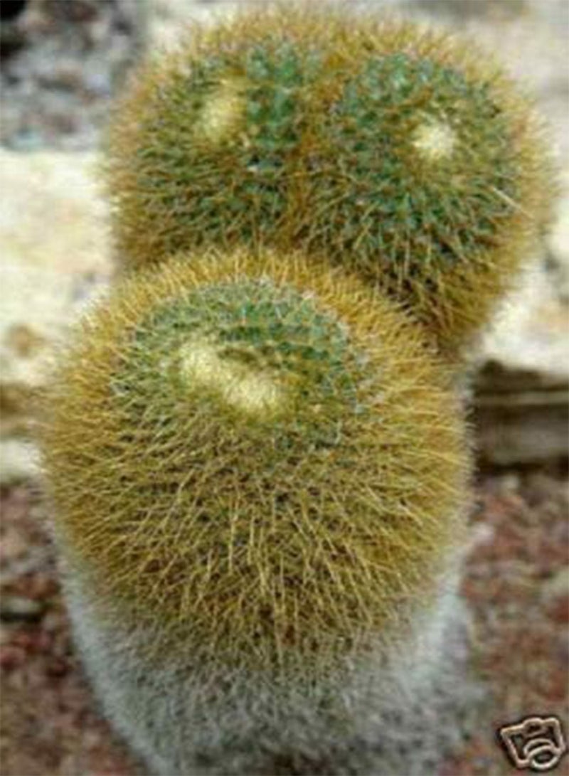 GGOOT Mammillaria fuscata @ Exotic Cacti Rare Cactus Collection Flower Seed 100 Seeds