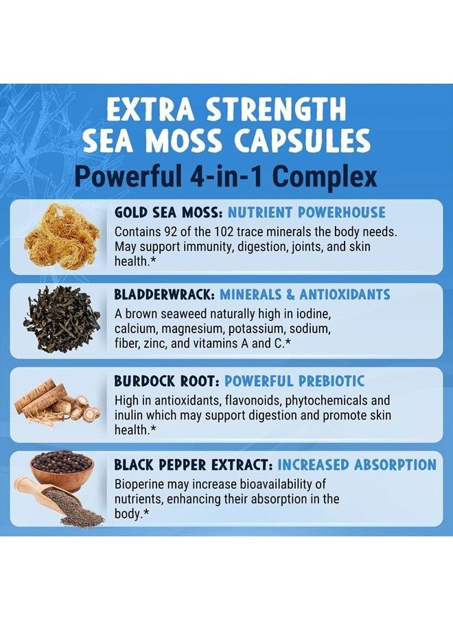 Maju Superfoods - MAJU 4-in-1 Organic Sea Moss Capsules, Wild Chondrus Crispus, Seamoss w/Bladderwrack + Burdock Root, Stronger Than Gel, Irish, Sebi Inspired Raw Powder in Pills, 500 mg Capsule (60 ct) - Image 1