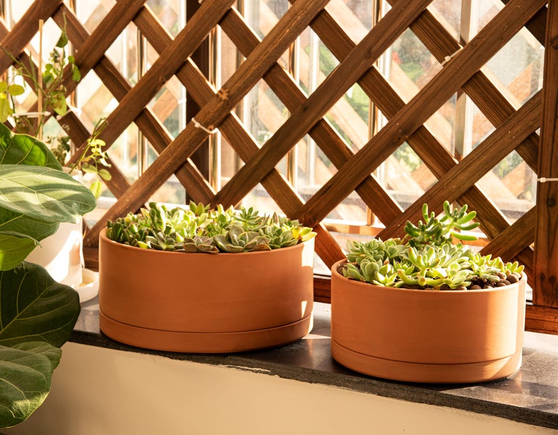 D'vine Dev 12 Inch Succulent Terracotta Shallow Pot with Drainage Hole and Saucer, Round Cylinder Planter Pot for Plant Flower, 40-Y-C-0 - Image 2