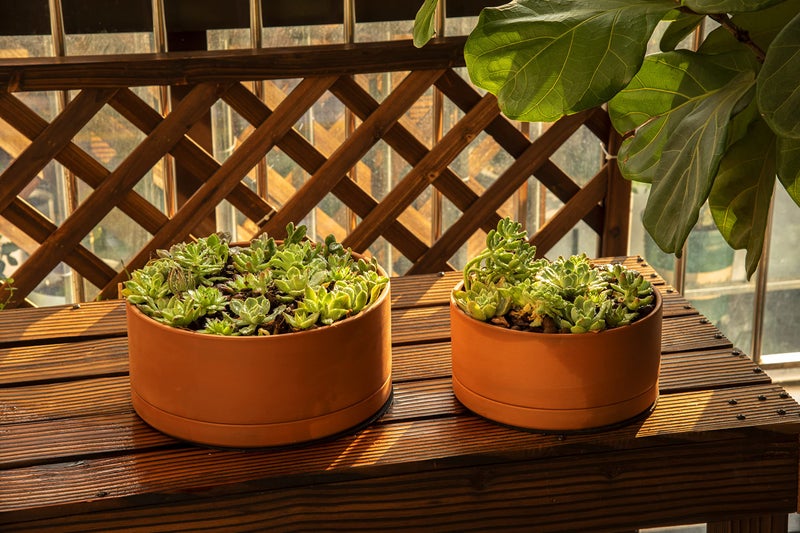 D'vine Dev 12 Inch Succulent Terracotta Shallow Pot with Drainage Hole and Saucer, Round Cylinder Planter Pot for Plant Flower, 40-Y-C-0 - Image 5