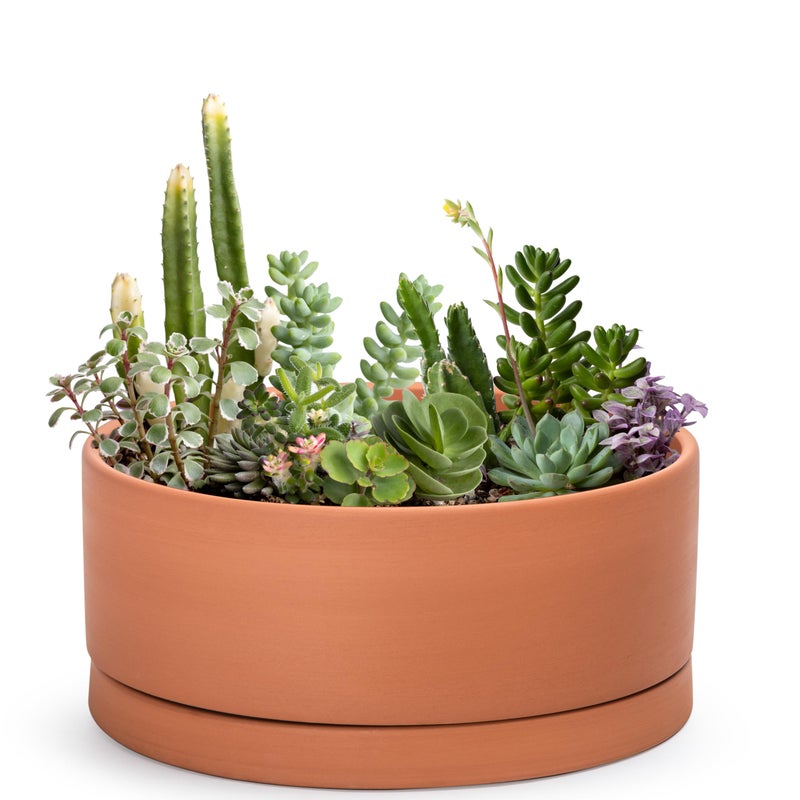 D'vine Dev 12 Inch Succulent Terracotta Shallow Pot with Drainage Hole and Saucer, Round Cylinder Planter Pot for Plant Flower, 40-Y-C-0 - Image 1