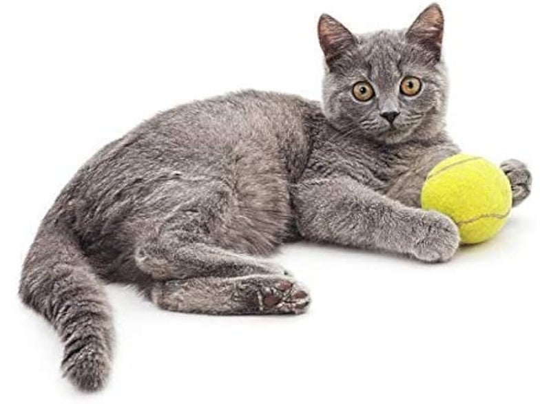 Tennis ball, color - size 7 - Image 2