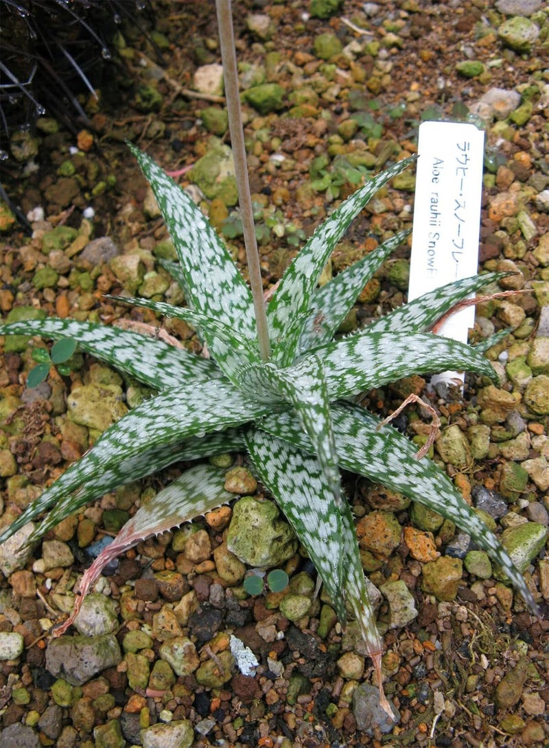 GGOOT Aloe rauhii - Snowflake Aloe -10 Seeds - NPWS 