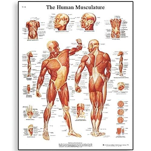 3B Scientific VR1118UU Glossy Paper Human Muscle Anatomical Chart, Poster Size 20" Width x 26" Height - Image 2