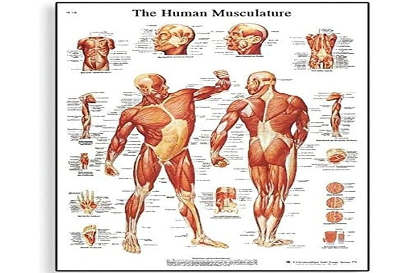 3B Scientific VR1118UU Glossy Paper Human Muscle Anatomical Chart, Poster Size 20" Width x 26" Height - Image 1