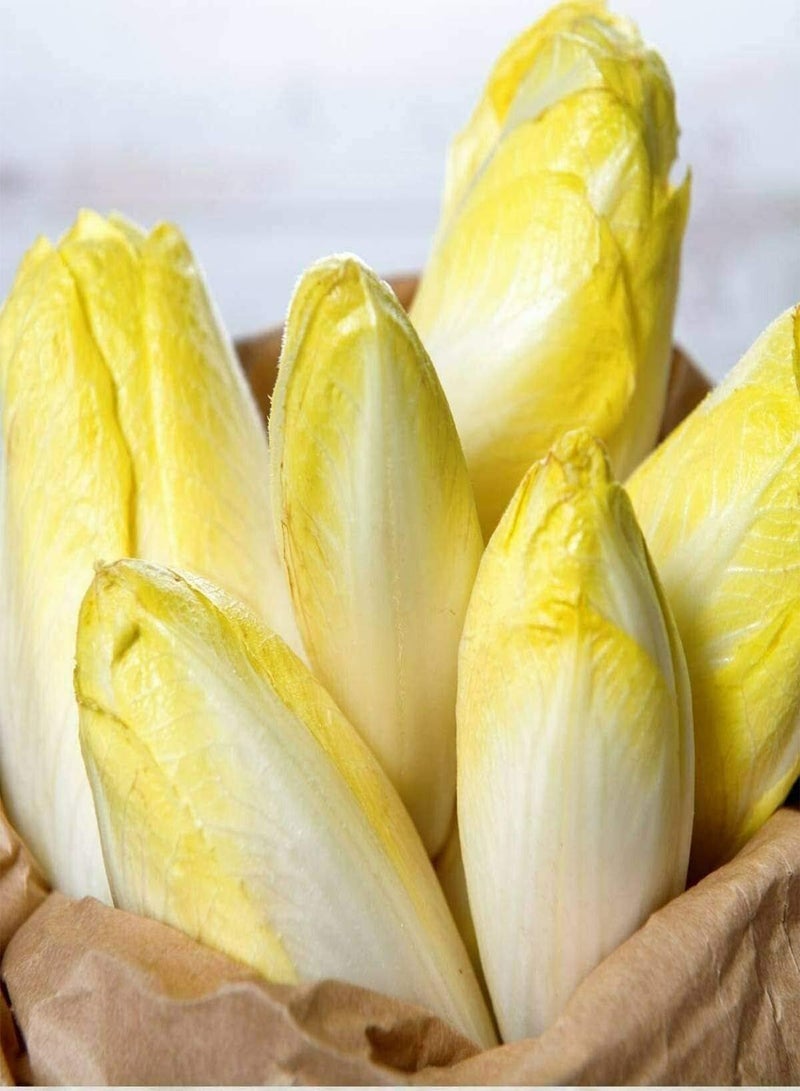 GGOOT Chicory Brussels Witloof - Cichorium intybus 'Brussels Witloof' Vegetable Seeds, Home Garden Planting by Heavy Torch, 100 Seeds