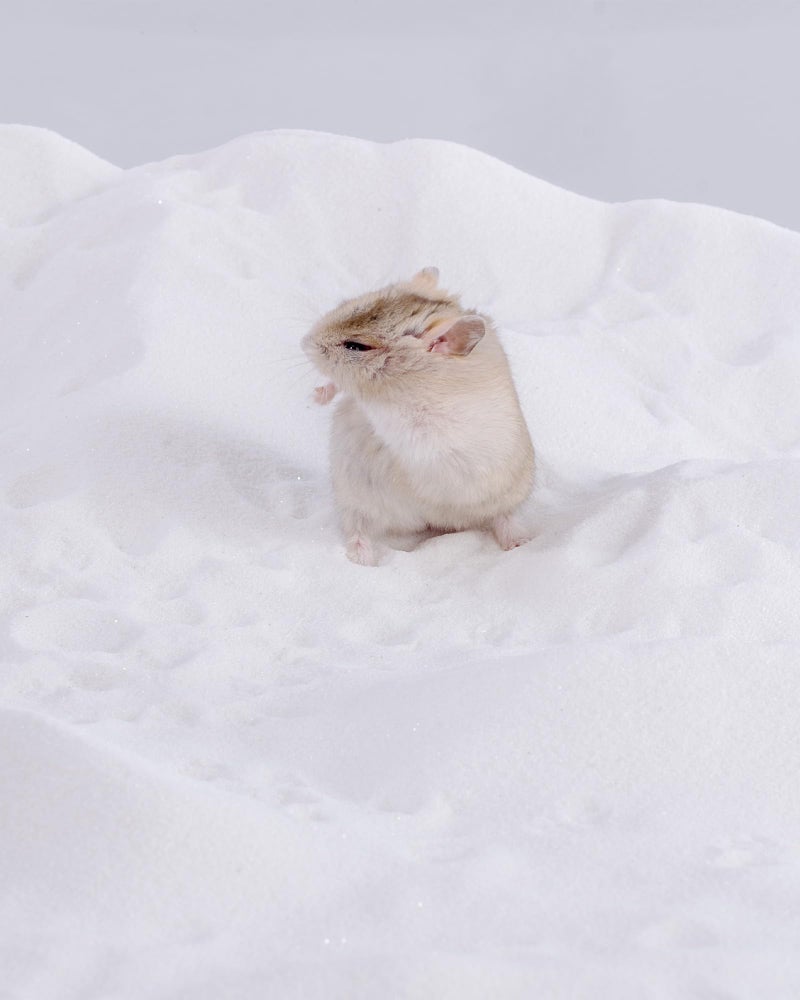 Niteangel Hamster Desert Bath Sand | No-Dust Bath or Potty Litter Sand for Hamster Chinchillas Gerbil Mice Degu or Other Small Pets (White Sand, 6LB) - Image 3