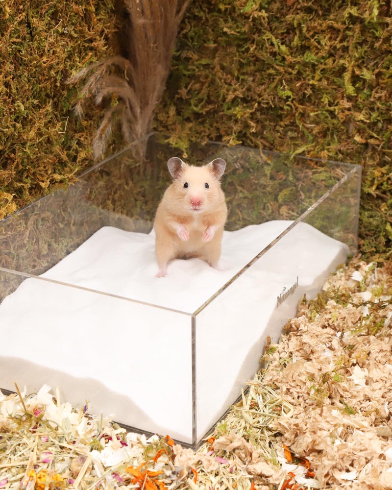 Niteangel Hamster Desert Bath Sand | No-Dust Bath or Potty Litter Sand for Hamster Chinchillas Gerbil Mice Degu or Other Small Pets (White Sand, 6LB) - Image 5