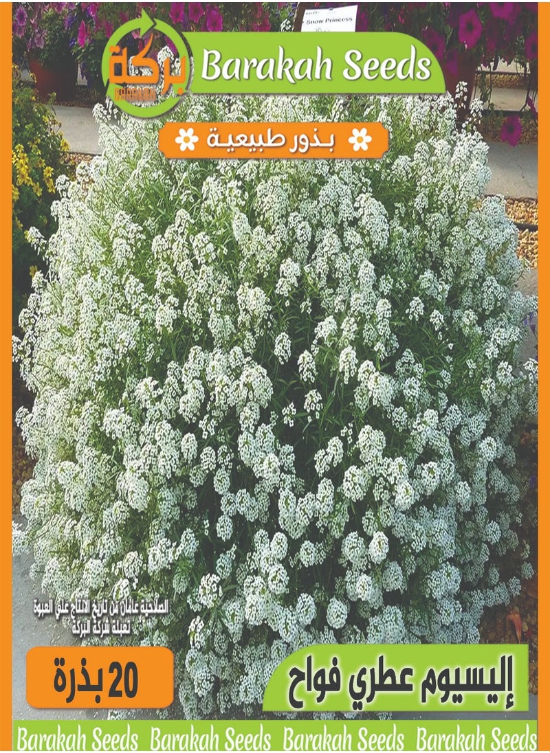 Generic High germination flower seeds - Aromatic - Illusium flower 