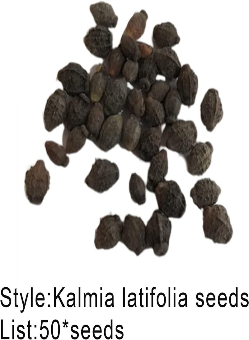 جي جوت 50 قطعة/حقيبة من بذور الغار الجبلي، بذور كالميا لاتيفوليا، مزهرة طازجة ومضغوطة ونادرة، مناسبة للحدائق والمنتزهات. - Image 4