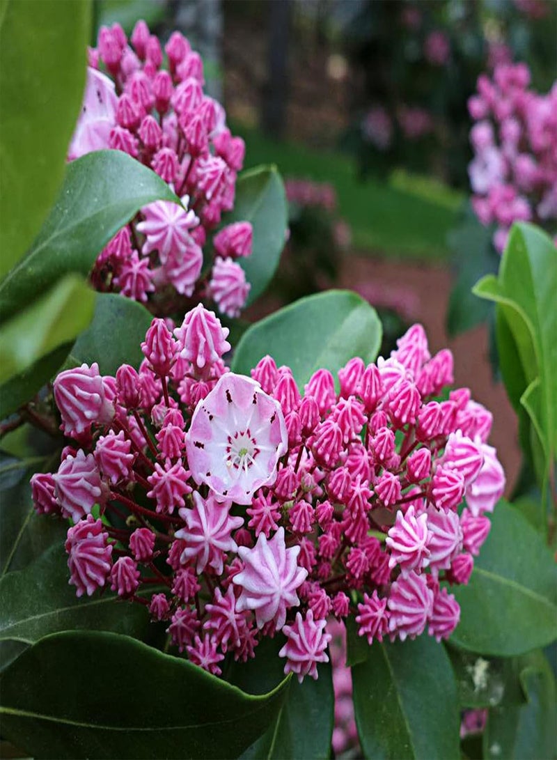 جي جوت 50 قطعة/حقيبة من بذور الغار الجبلي، بذور كالميا لاتيفوليا، مزهرة طازجة ومضغوطة ونادرة، مناسبة للحدائق والمنتزهات. - Image 2