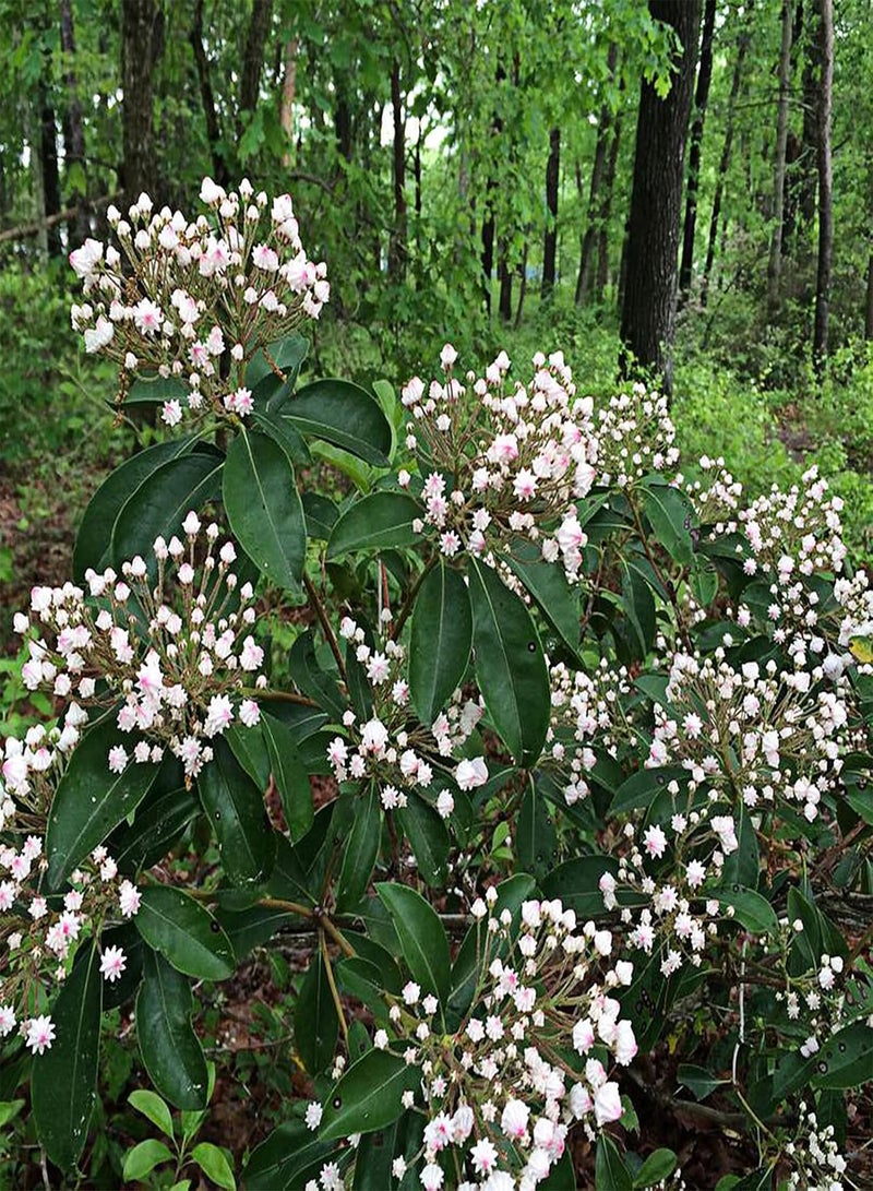جي جوت 50 قطعة/حقيبة من بذور الغار الجبلي، بذور كالميا لاتيفوليا، مزهرة طازجة ومضغوطة ونادرة، مناسبة للحدائق والمنتزهات. - Image 5