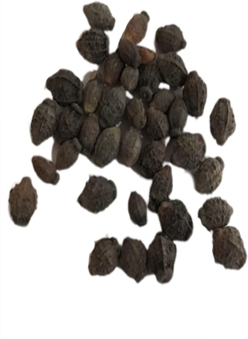 جي جوت 50 قطعة/حقيبة من بذور الغار الجبلي، بذور كالميا لاتيفوليا، مزهرة طازجة ومضغوطة ونادرة، مناسبة للحدائق والمنتزهات. - Image 3