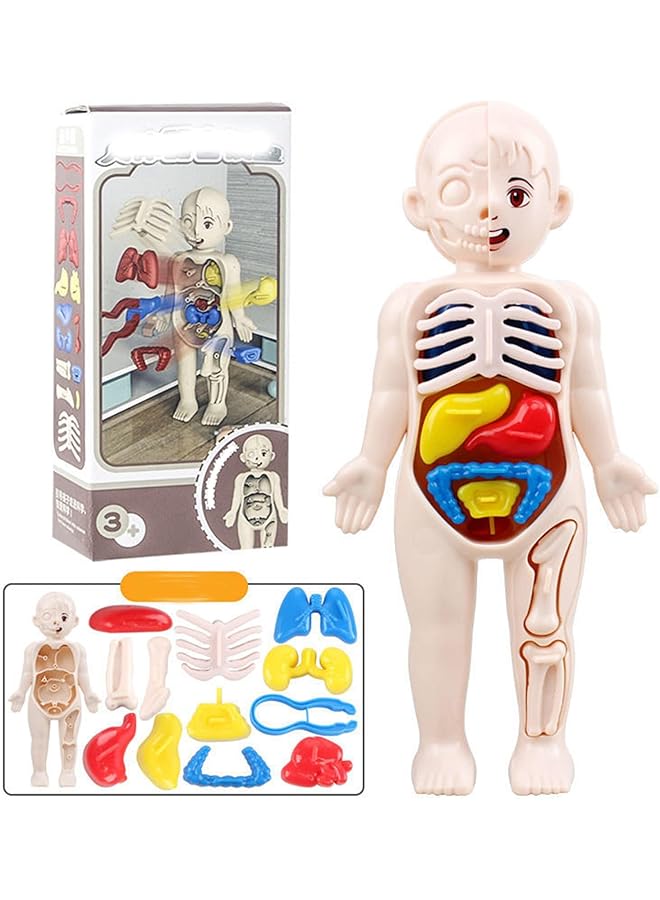 Excefore Human Body Model For Kids 13Pcs Removable Human Torso Anatomy Model Body Parts For Toddlers Preschool Learning Toys Age 4 Plus Medical Student Learning School Education Display - Image 1