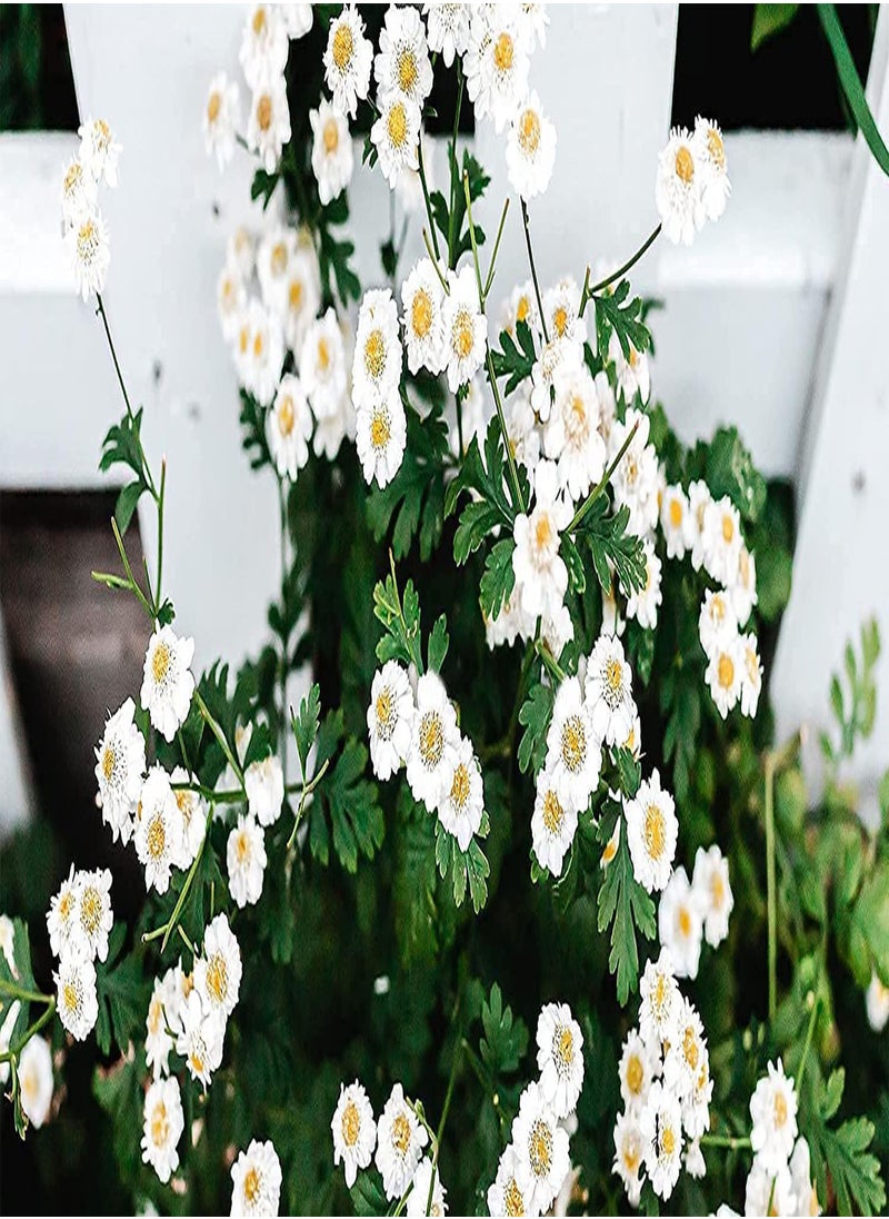 GGOOT - Rose Mallow Dwarf White (Lavatera trimestris) 100PCS Seeds (Approx 40 Seeds) for Planting, Tree Mallow, Small shrubs Over a Long Bloom Season, Open Pollinated, Heirloom, Non-GMO - Image 1