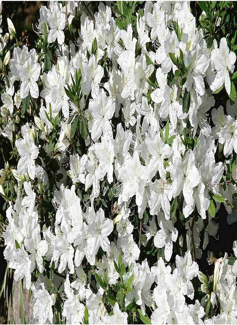 GGOOT - Rose Mallow Dwarf White (Lavatera trimestris) 100PCS Seeds (Approx 40 Seeds) for Planting, Tree Mallow, Small shrubs Over a Long Bloom Season, Open Pollinated, Heirloom, Non-GMO - Image 1