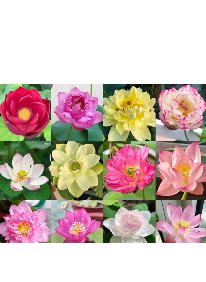 30 Pcs Mixed Bonsai Lotus Flower Seeds Mixed Color Water Lily Flower Plant Fresh Garden Seeds,for Growing Seeds in The Garden - Image 1