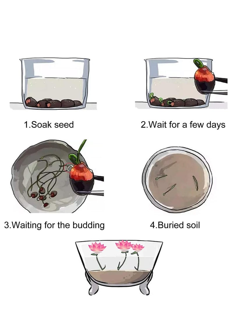 30 Pcs Mixed Bonsai Lotus Flower Seeds Mixed Color Water Lily Flower Plant Fresh Garden Seeds,for Growing Seeds in The Garden - Image 4