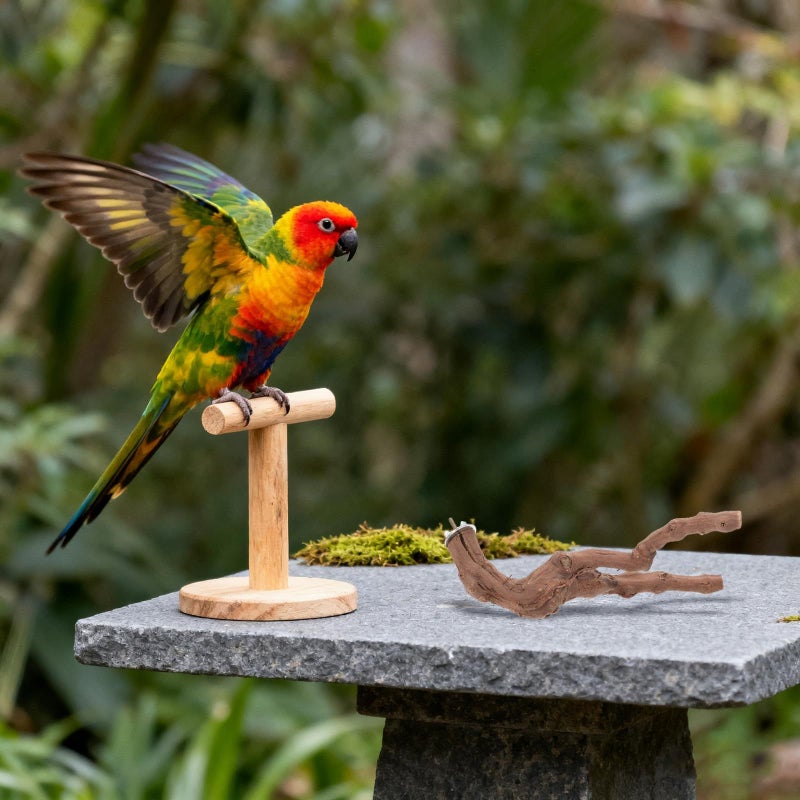 Natural Wood Bird Perch Stand Set with Multiple Claw Grinding Forks Assorted Colors - Image 3