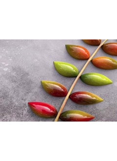 NQOOH High Quality Acrylic Chocolate Mold Perfect for Jelly Desserts Bonbons and Cookies in Olive Shape  - Image 4