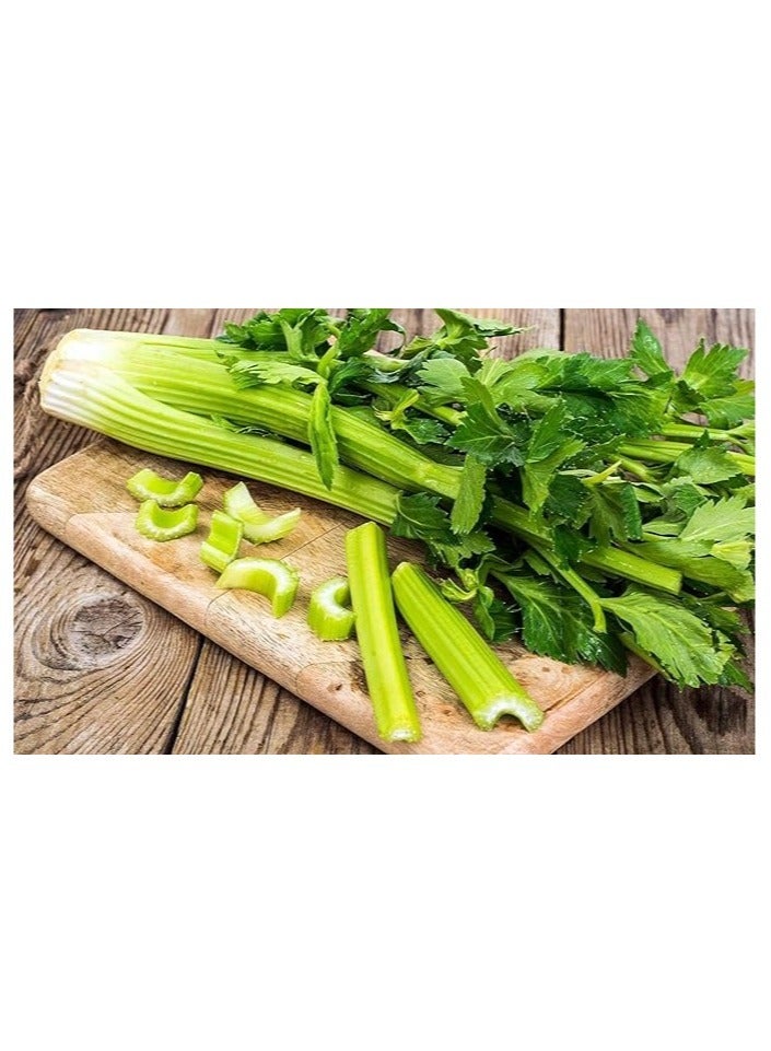 vsell24 10g Organic Celery SeedsFor Planting Non-GMO Garden Vegetable Seeds 95% Cleaness, 93% Purity, 70% Germination Rate 3 Pack - Image 2