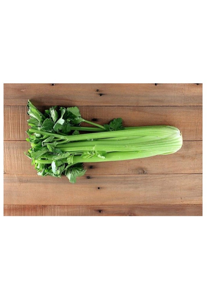 vsell24 10g Organic Celery SeedsFor Planting Non-GMO Garden Vegetable Seeds 95% Cleaness, 93% Purity, 70% Germination Rate 3 Pack - Image 3