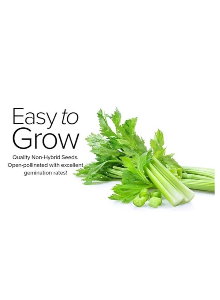 vsell24 10g Organic Celery SeedsFor Planting Non-GMO Garden Vegetable Seeds 95% Cleaness, 93% Purity, 70% Germination Rate 3 Pack - Image 4