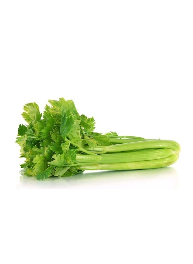 vsell24 10g Organic Celery SeedsFor Planting Non-GMO Garden Vegetable Seeds 95% Cleaness, 93% Purity, 70% Germination Rate 3 Pack - Image 5