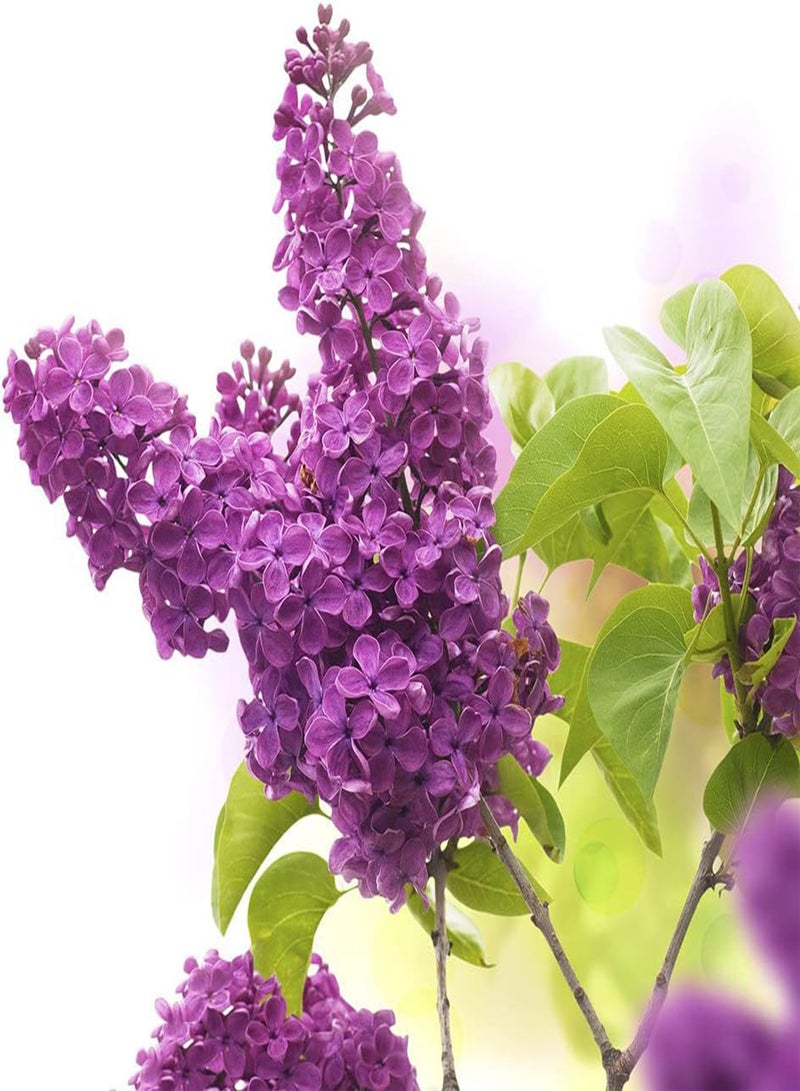 جي جوت 20 قطعة من بذور الليلك، زهور صغيرة نادرة، أرجوانية حمراء، رائحة عطرة، زراعة حديقة سهلة ومريحة ومناسبة للمبتدئين - Image 3