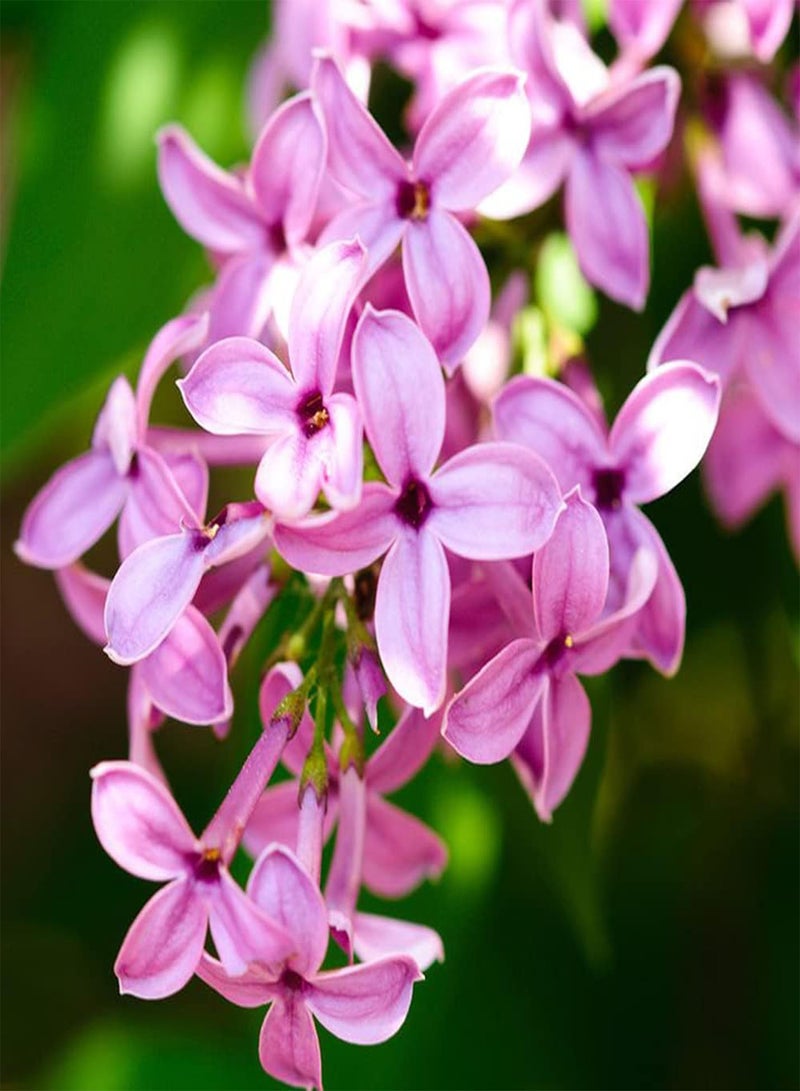 جي جوت 20 قطعة من بذور الليلك، زهور صغيرة نادرة، أرجوانية حمراء، رائحة عطرة، زراعة حديقة سهلة ومريحة ومناسبة للمبتدئين - Image 2