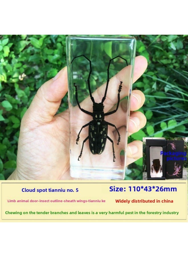 Insect Specimen Real Mono Fairy Amber Scarab Book Town Home Desk Decoration Mantis Spider Scorpion Factory-Color:Yunban Cerambyx 5  - Image 1