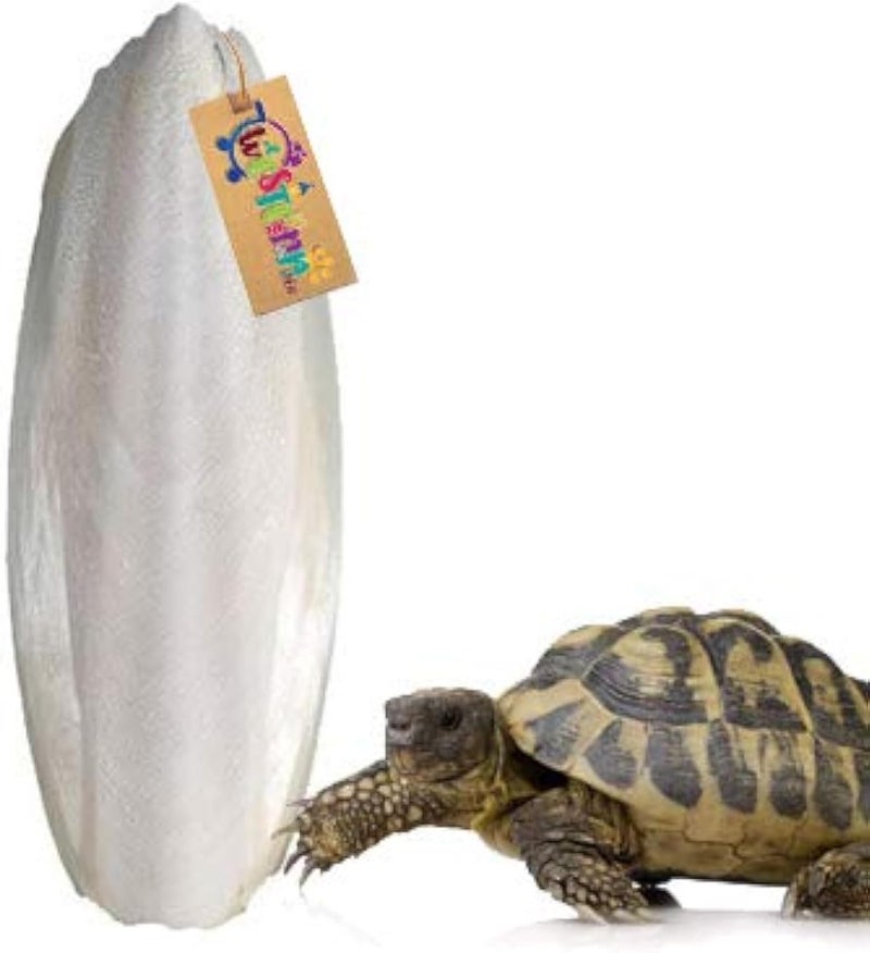 Western Era Western Time Natural High Calcium Source Rock Bone Fish for Turtle (100 Grm) - Image 1
