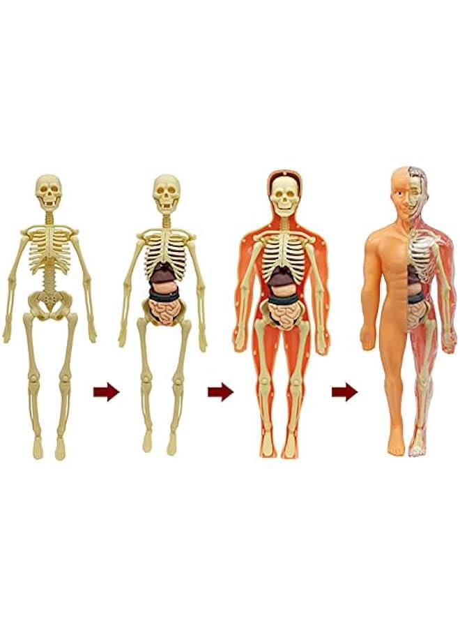 Kids Anatomy Toys Interactive Human Body Model, 11.22 Inch DIY Assembled Human Torso Organ Model for Kids Children Learning Science Anatomy, Ages 6+ (Translucent) - Image 2